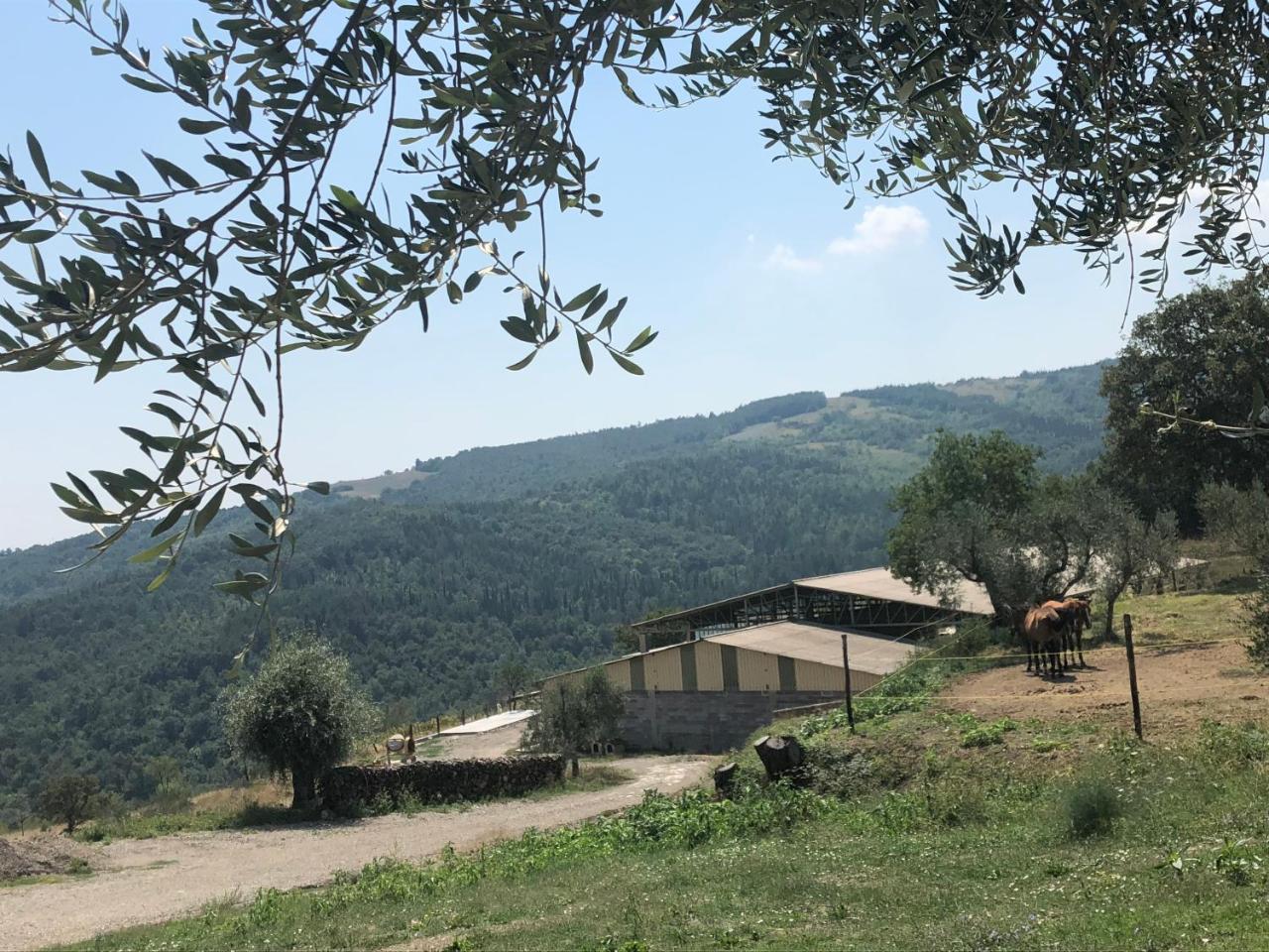 Az.Agr. Il Cavalleggero Campiglia dʼOrcia المظهر الخارجي الصورة