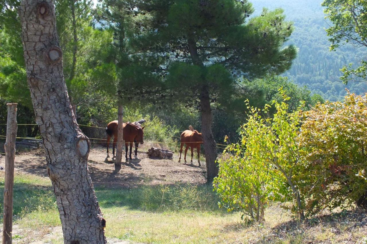 Az.Agr. Il Cavalleggero Campiglia dʼOrcia المظهر الخارجي الصورة